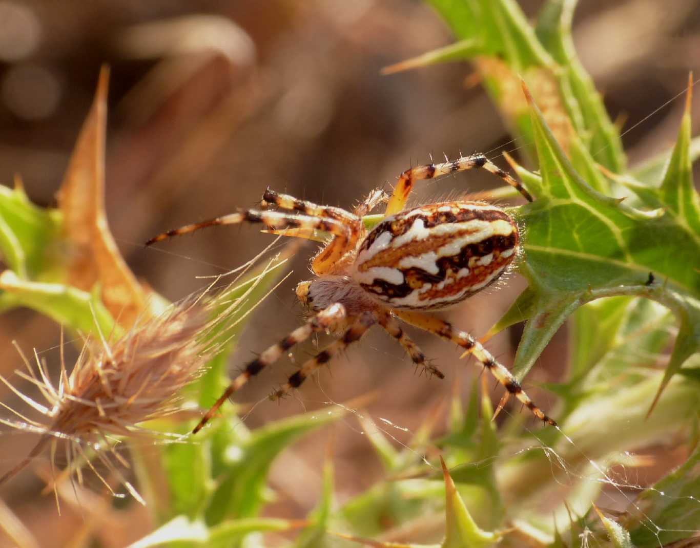 Carrellata di Aculepeira armida